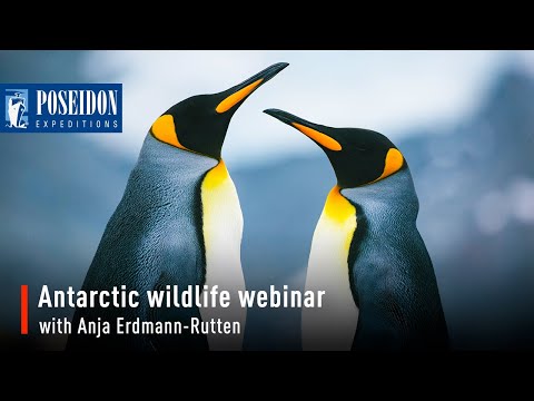 Antarctic Wildlife Webinar with Anja Erdmann-Rutten 24 July 2020