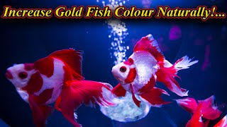 Gold Fish நிறத்தை அதிகப்படுத்துவது எப்படி ?. Increase Gold Fish Color Naturally /Fish Aquarium Tamil