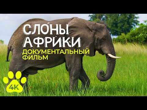 Африканские слоны - Интересные факты о величественных животных - Документальный фильм о природе в 4К