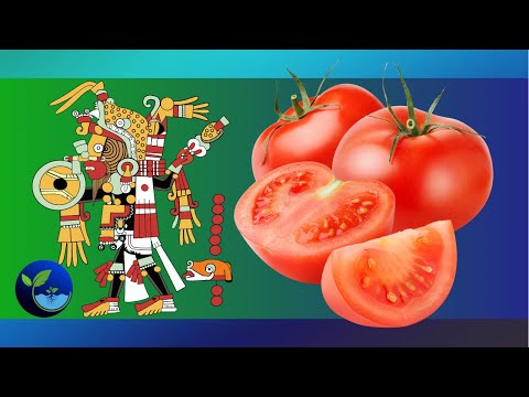 Uncovering the Secret Past of Tomatoes - You Won't Believe What Comes Next!
