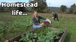 Our life on a previously abandoned Portugal homestead