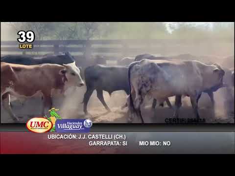 Lote 45 Novillitos en Juan José Castelli, Chaco