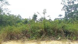 Download lagu The lure of the serindit in the old spot, the lure of the solo c kacik, the new master to change ... mp3 Download lagu The lure of the serindit in the old spot, the lure of the solo c kacik, the new master to change ... mp3