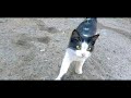Cute Stray Cat Meowing Loudly Hungry Cats