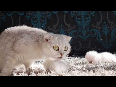 Babies  scottish fold cat