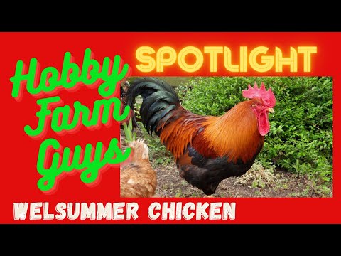 , title : 'HFG Farm Animal Spotlight: Welsummer Chicken'