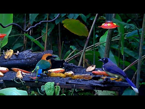 Panama Fruit Feeder, Not Big Enough For Both The Of Us: Motmot Vs. Jay – July 14, 2020
