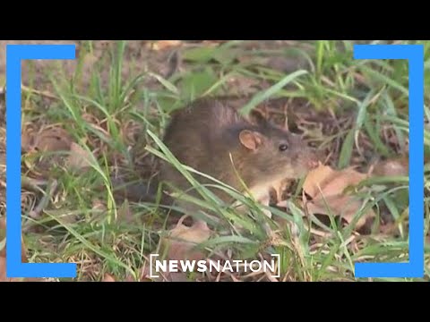 Hantavirus causes third death in California town | Morning in America