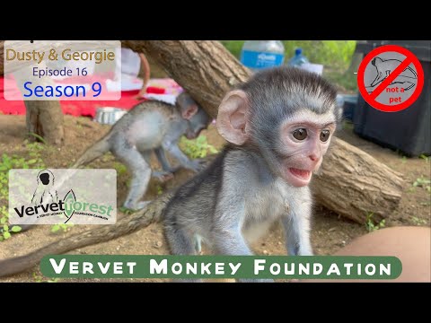 Baby Monkeys Georgie and Dusty settle in amazingly well with new foster monkey moms