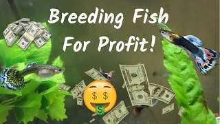 Selling My Fish?! - Breeding Fish for Profit!
