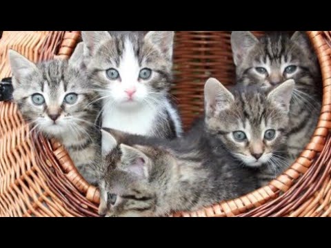 funny animals video 2023 😊 cute cats and dogs 🐕🐕part 1 sushant pets tv channel