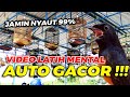 PANCINGAN EMOSI AUTO GACOR Simulasi Lomba Murai Batu FULL TEMBAKAN PEDAS