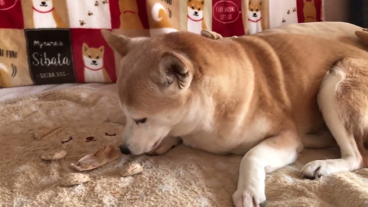 ウサギの耳を食べる柴犬