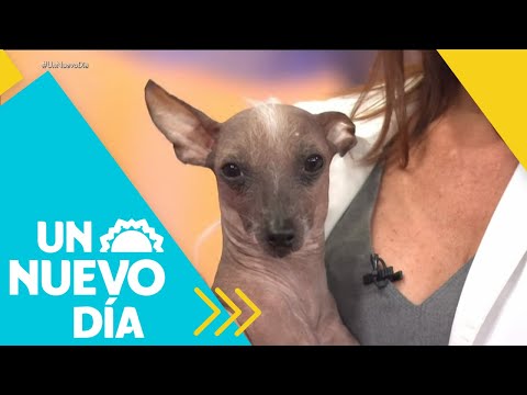 Descubre los secretos del Xoloitzcuintle o Perro Azteca | Un Nuevo Día | Telemundo
