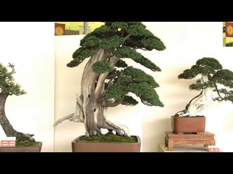 China  - National - Bonsai tree  - Collectors’ - Exhibition - part 3|| vtv bonsai thieu hau
