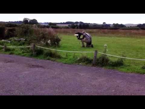 download lagu mp3 mp4 Hawk Conservatory, download lagu Hawk Conservatory gratis, unduh video klip Hawk Conservatory