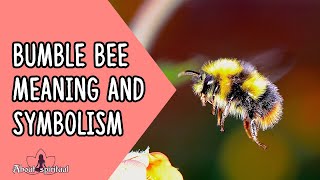 Bumble Bee Meaning And Symbolism