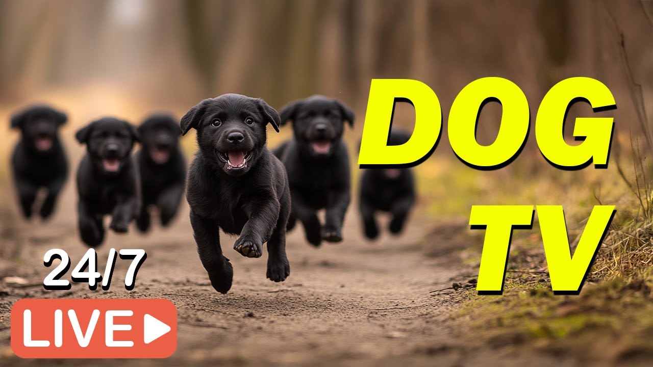 🔴[LIVE] DOG TV 24/7: Best Entertainment Video for Dogs Relax & Relieve Anxiety When Alone💖DOG Music