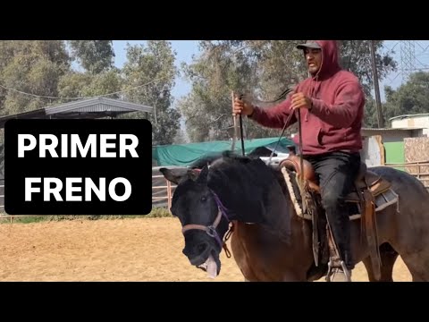 Iniciando potro a la rienda charra. PRIMER CAMBIO DE FRENO
