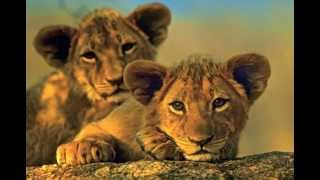 Cubs: Born to Have It All