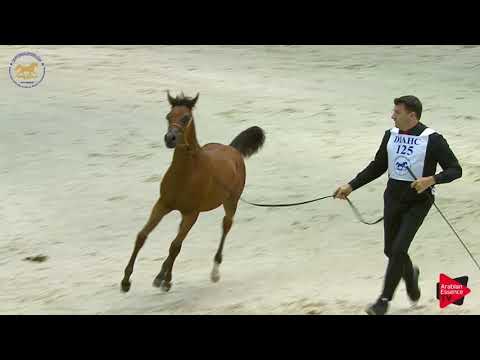 N.125 AJ NABHAN - Dubai 2019 - Colt Foals (Class 8)