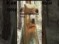 какой чудесный день какой чудесный пень