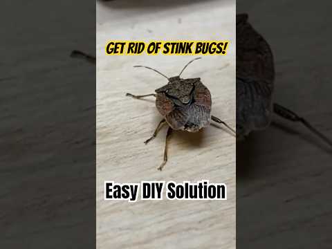 Eliminate stink bugs easily this fall! #stinkbug #diy
