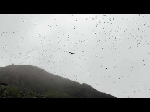 Seabirds at the Shiant Isles