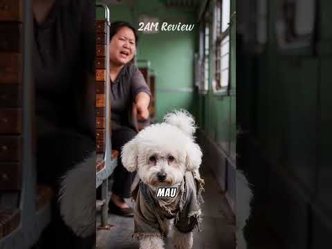 Chó con bị đuổi xuống tàu tội nghiệp: 😪💔 #shorts #dog #chó