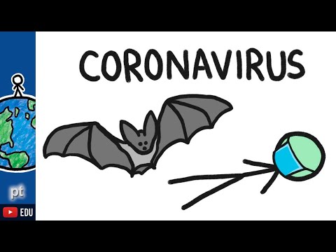 Por que morcegos transmitem doenças (como coronavírus)? | Minuto da Terra