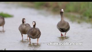 マガンの親子7羽ほか(動画あり)
