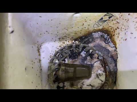 The Reason Why Restaurant Has a Fruit Fly Problem in Manahawkin, NJ