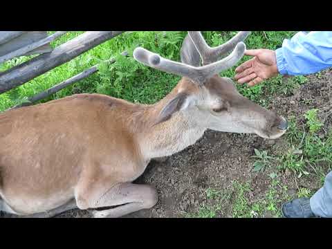 Ricaedy- La Darmoxa Crescatorie de Cerbi