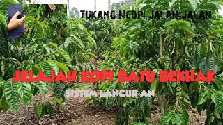Download lagu JELAJAH KOPI BATU BEKHAK - BUDIDAYA SISTEM LANCUR  || Tukang Ngopi Jalan-jalan mp3