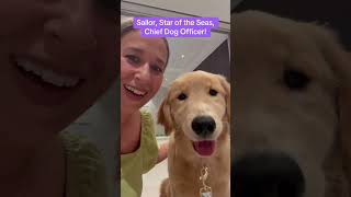 Sailer the Cruise Ship Dog | Star of the Seas