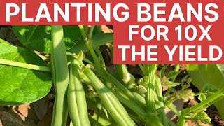 How To 10X Your Bean Harvest with 1 Simple Tip