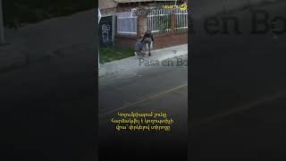 Կոլումբիայում շունը հարձակվել է կողոպտիչի վրա՝ փրկելով տիրոջը