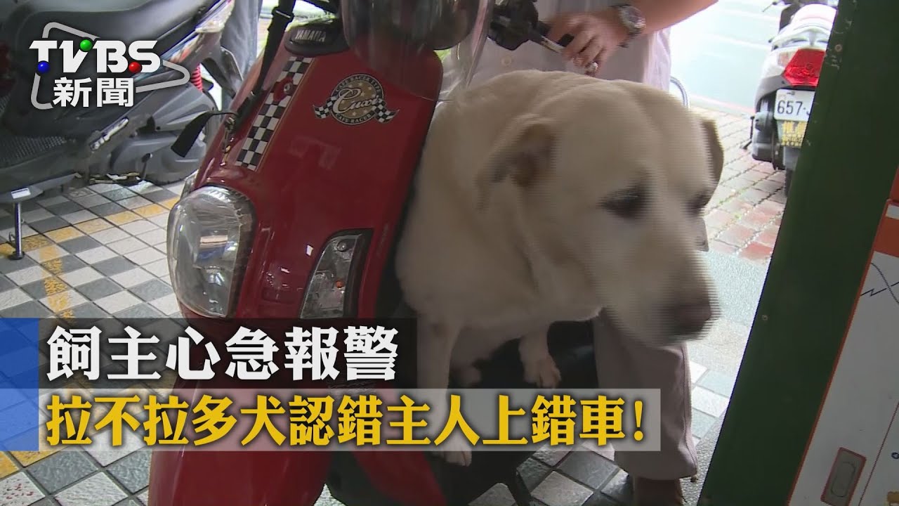 拉不拉多犬認錯主人上錯車！　飼主心急報警