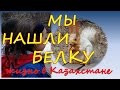 Жизнь в Казахстане Белки в лесу 