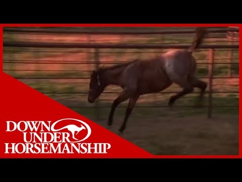 Clinton Anderson Presents: Hot-Blooded Havi