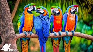 Amazing Colors of Nature in 4K HDR 60fps - Tropical Animals and Relaxing Music - 2023