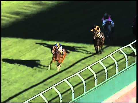 Galoppo 02/01/2015 - 1° corsa