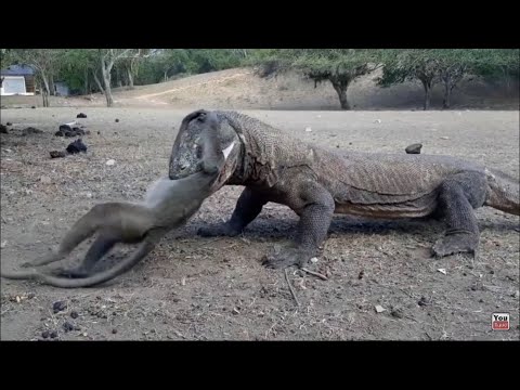 Godzilla eats Kong (rip headphone users)