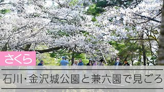 兼六園　日本さくら名所100選