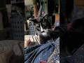 Teddy Cute Tuxie Gets Some Cat Love Pets Makes Muffins