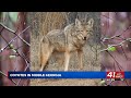 Georgia residents warned of potential threat from coyotes as weather warms up