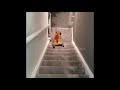 Lazy bulldog slides down the stairs rather than bother to walk!