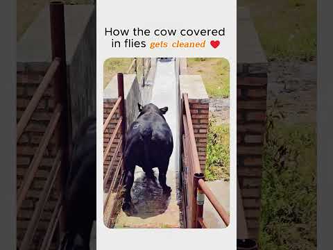 How the cow covered in flies gets cleaned ♥️