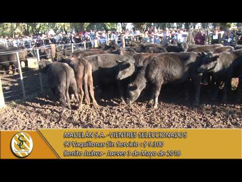03-05-18 Venta de Vaq. Sin Servicio - Madelán S.A. "Vientres Seleccionados" - B. Juárez