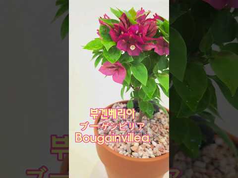 紫色の花を持つブーゲンビリア盆栽の木